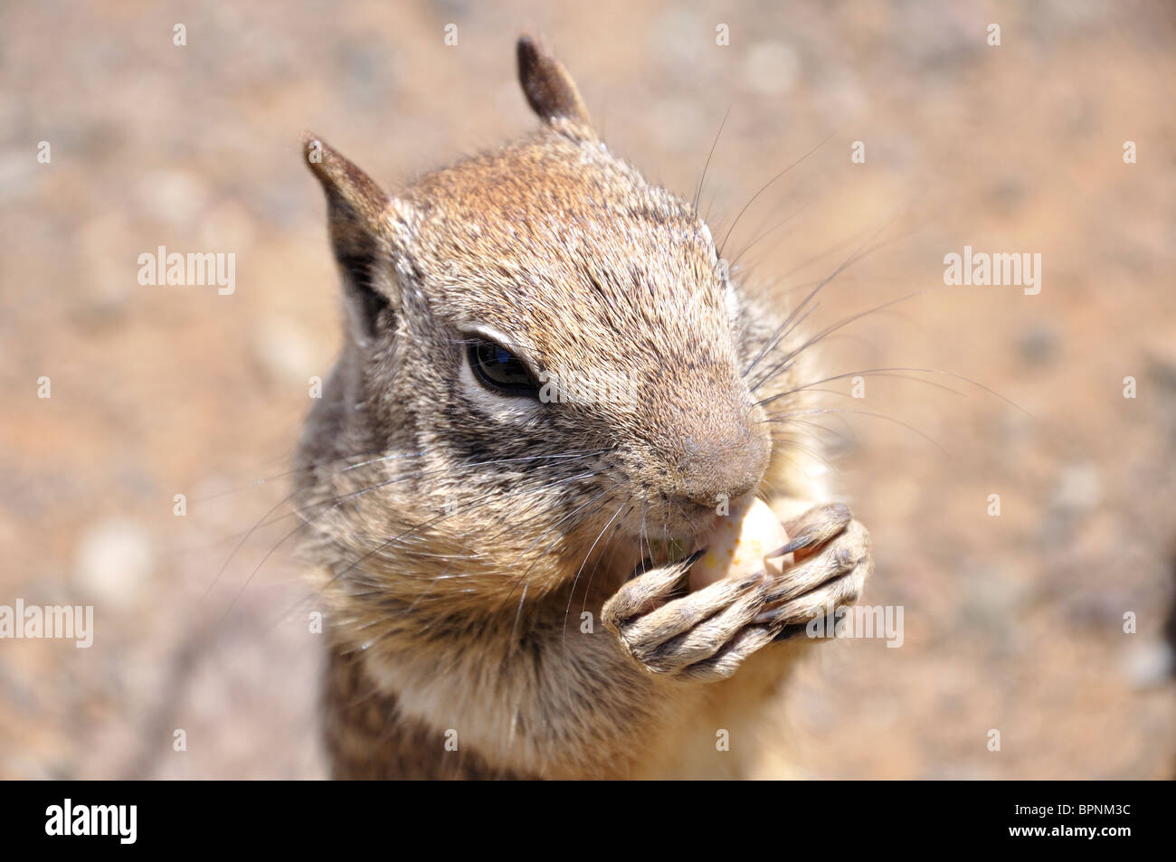 Squirrel eating pistachio nuts fotografías e imágenes de alta