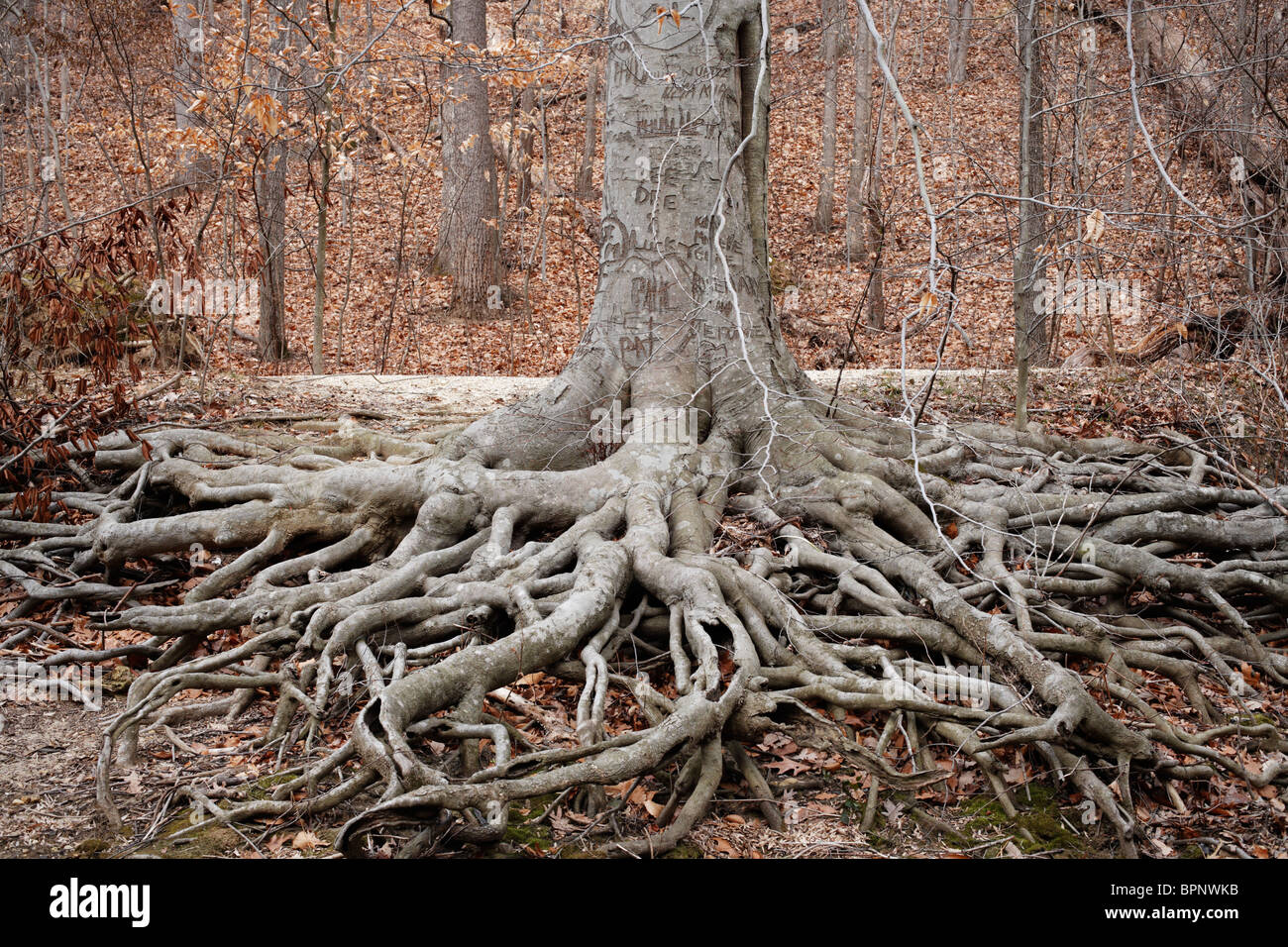Enormes raíces descubiertas de un graffiti inscrito American Beech tree. Foto de stock