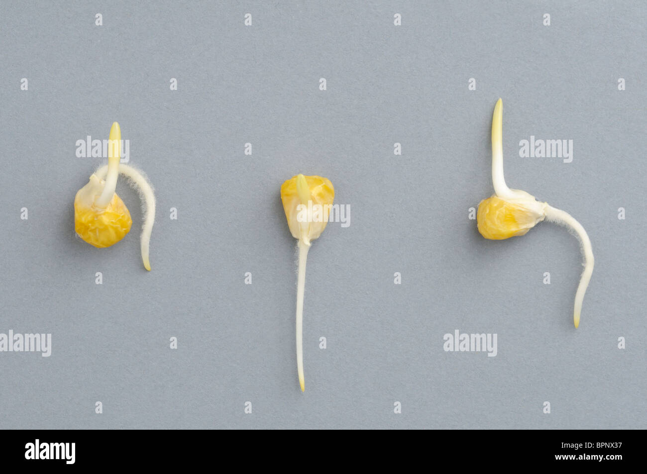 Semillas de maíz germinando fotografías e imágenes de alta resolución