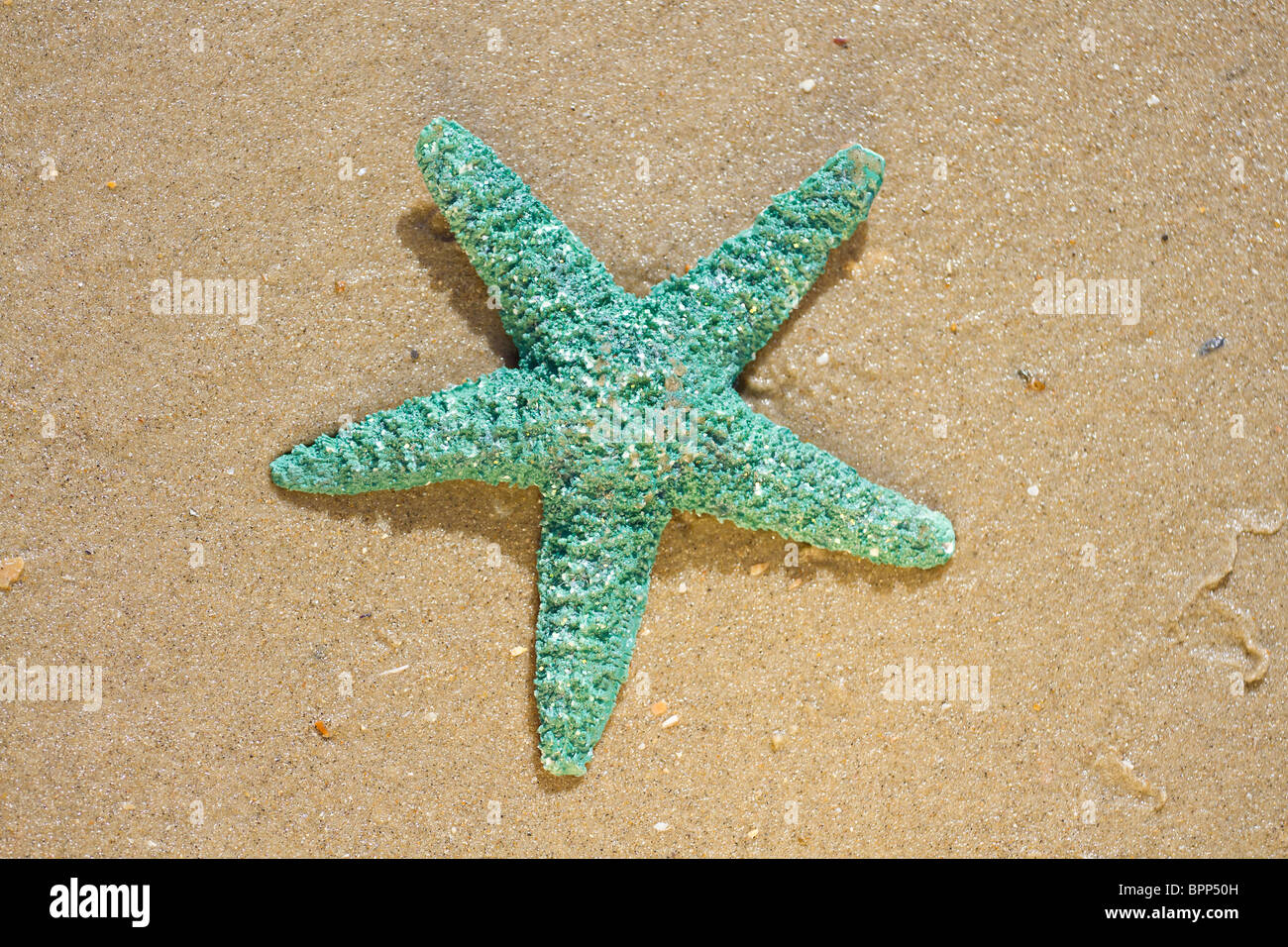 Starfish en la playa Foto de stock
