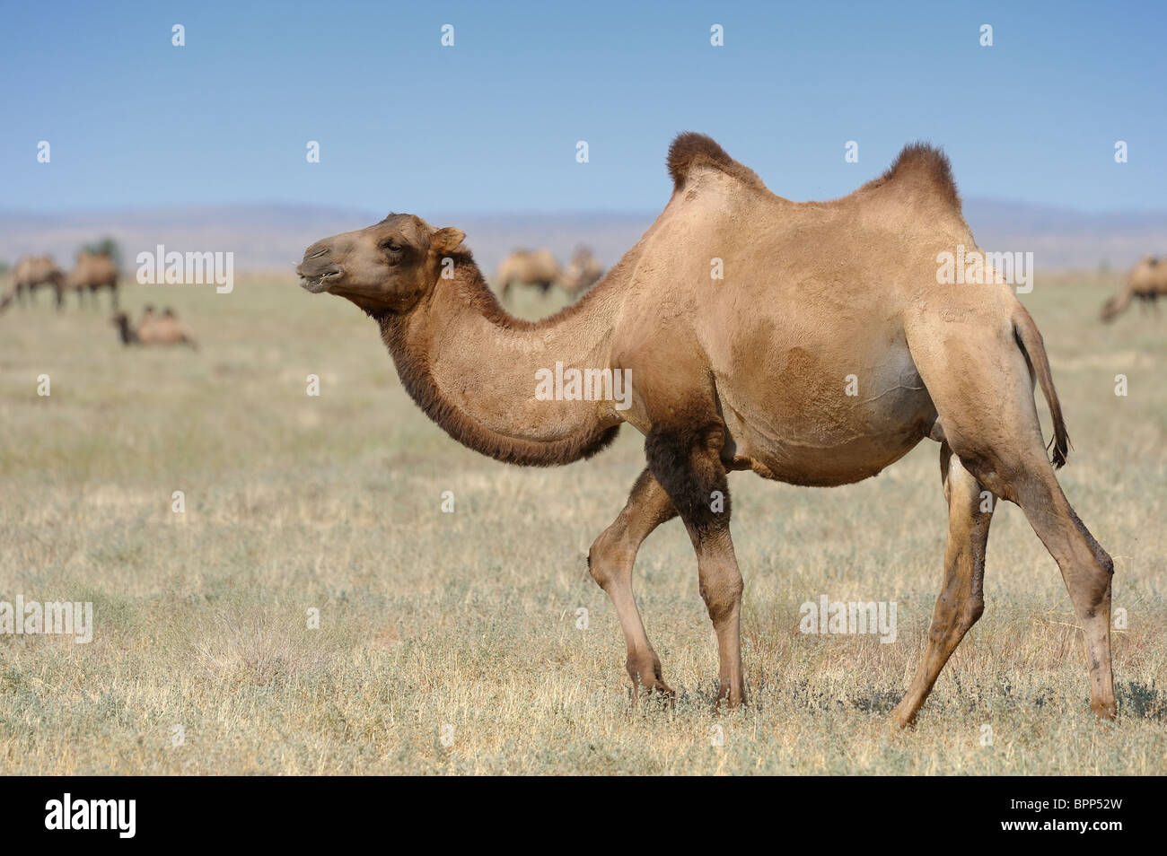 Camello bactriano en la estepa de Asia Central Foto de stock