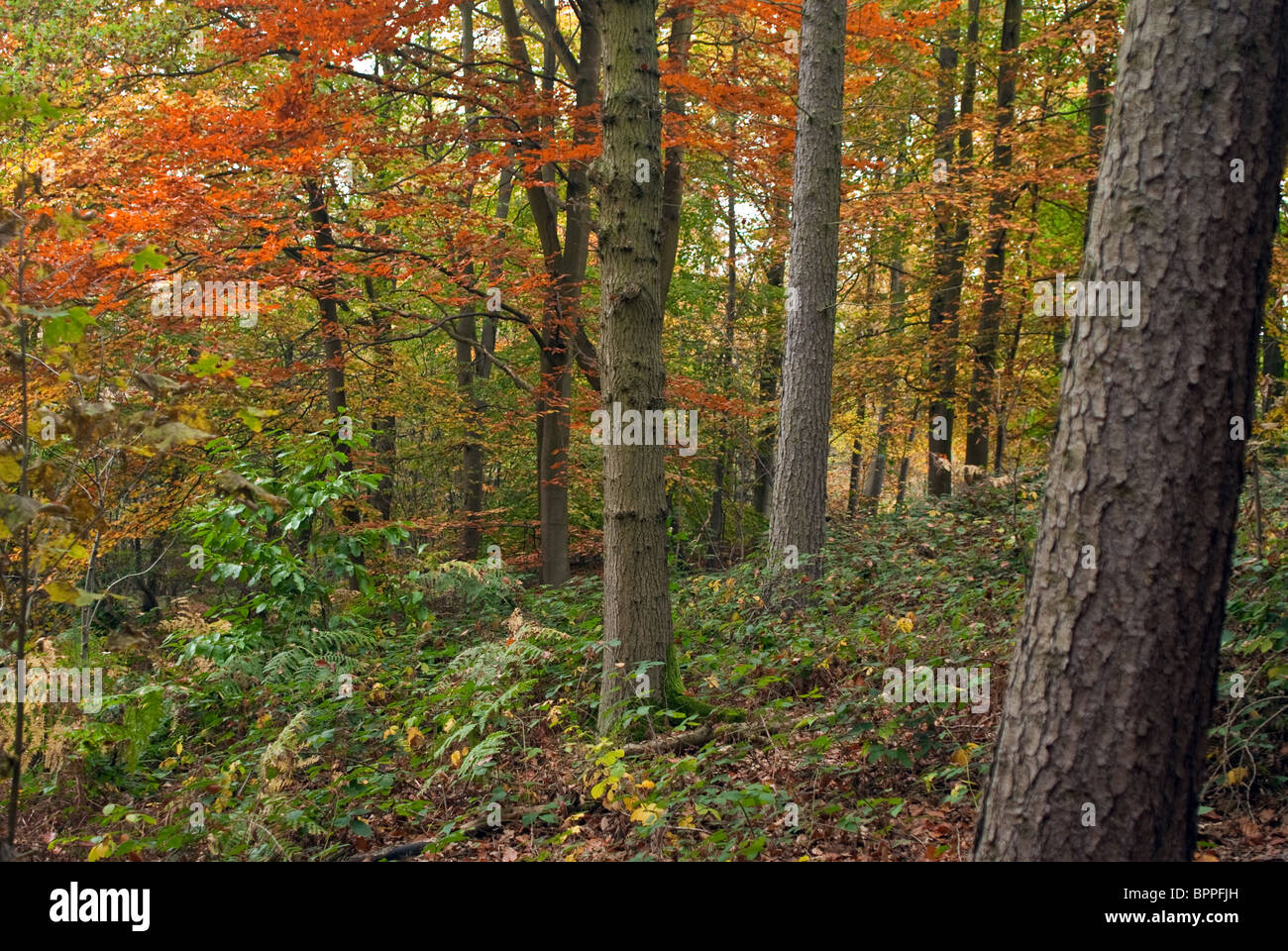 Bosques de otoño Foto de stock