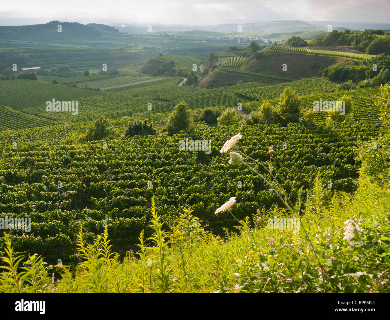 Los viñedos de Kaiserstuhl Bickensohl en las colinas del sur de Alemania Foto de stock