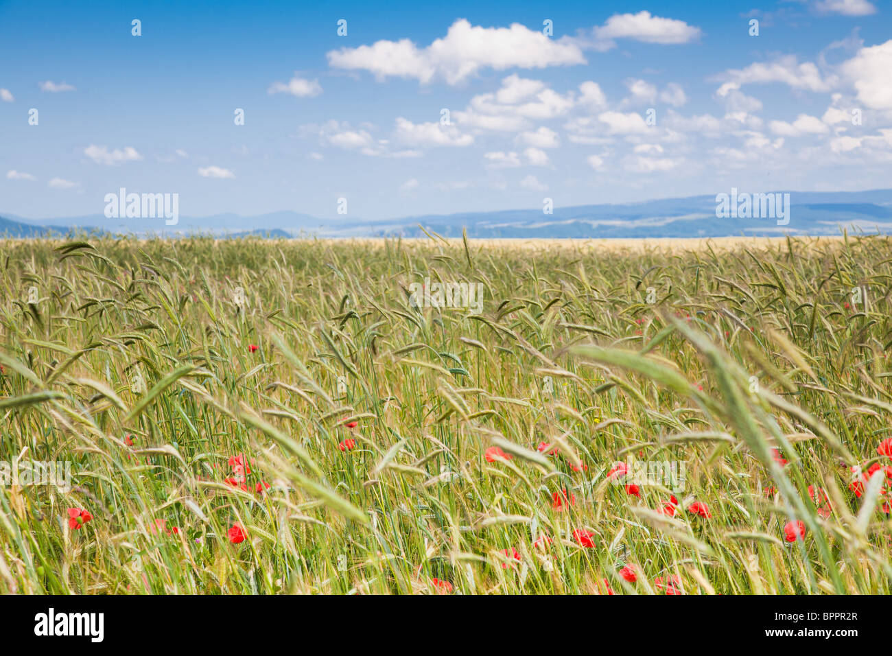 Campo de trigo en el campo, en el condado de Brasov, Rumania. Foto de stock