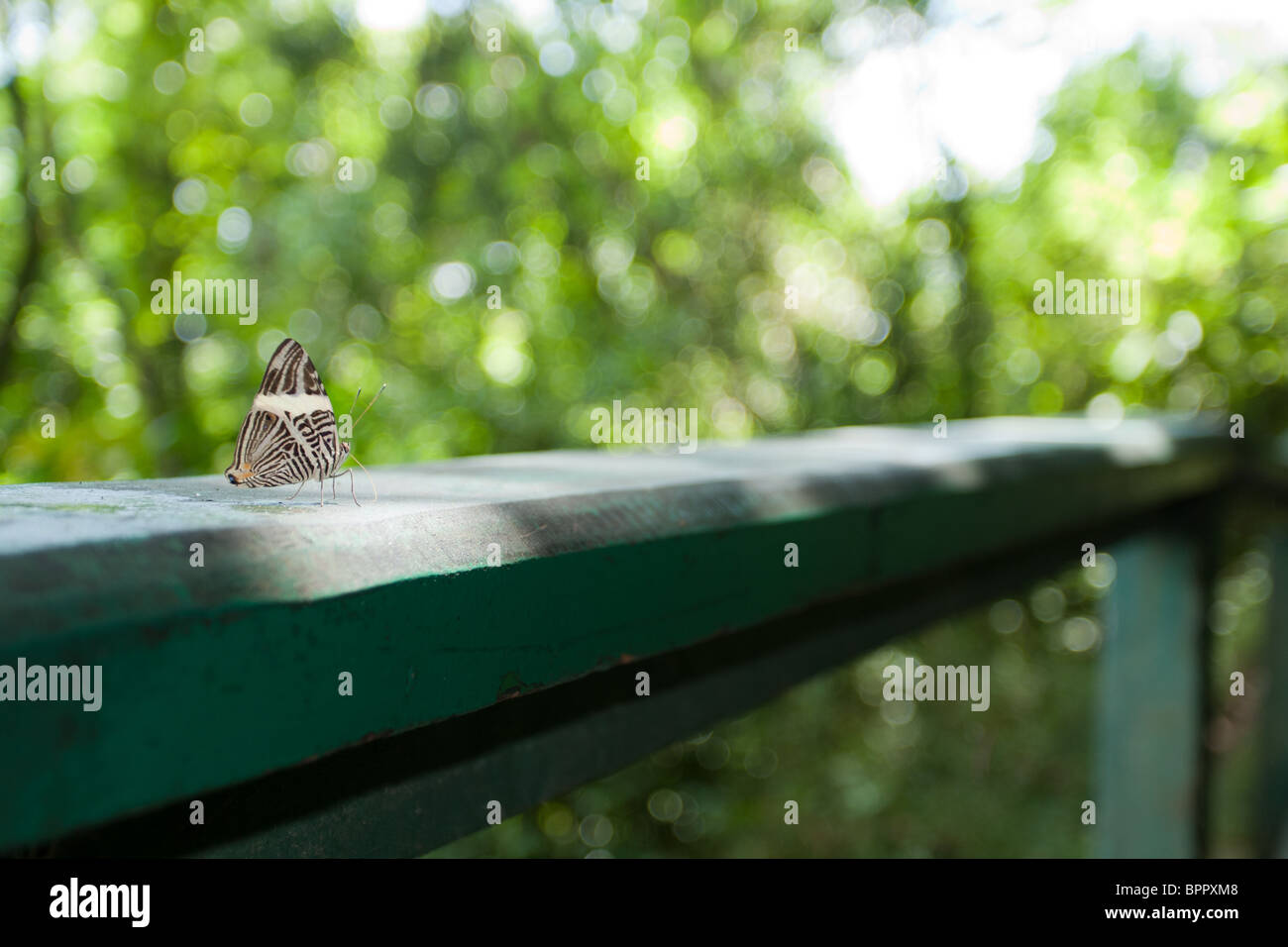 Colobura Dirce, belleza (DIRCE) butterfly, alias mosaico o mosaico de cebra, vista inferior, las cataratas de Iguaçu, el Parque Nacional de Iguaçu, Paraná, Brasil Foto de stock
