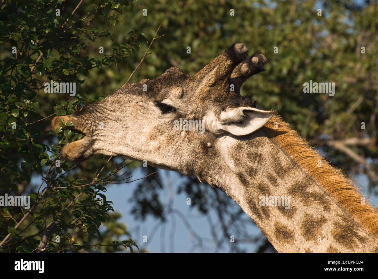 Macho adulto de Angola (Jirafa Giraffa camelopardalis angolensis) mostrando en primer plano en el Parque Nacional Mosi-Oa-Tunya, Zambia Foto de stock