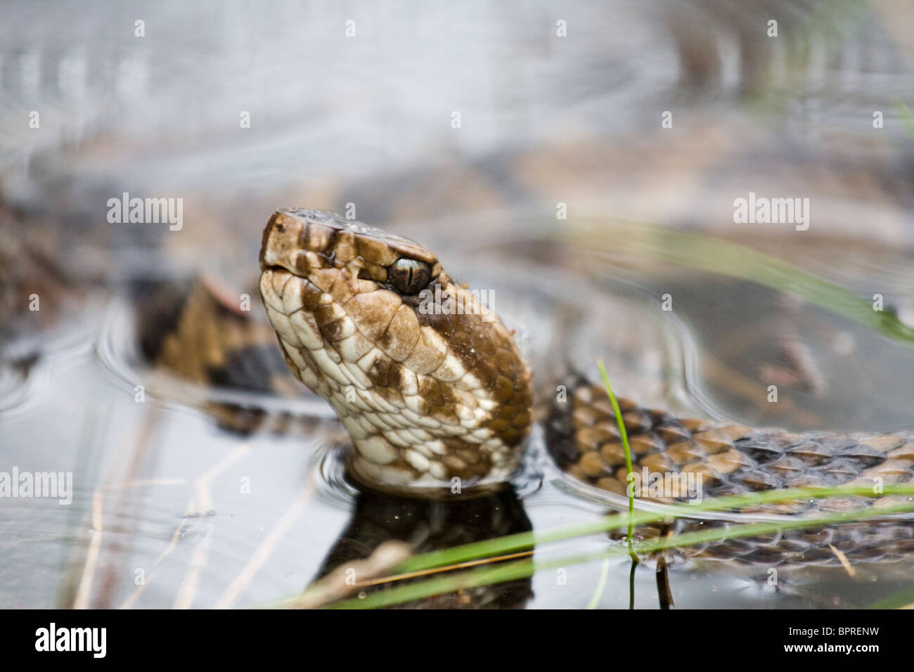 Cottonmouth fotografías e imágenes de alta resolución Alamy