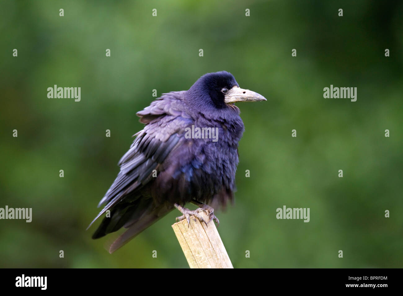 Rook; Corvus frugilegus; acicalarse Foto de stock