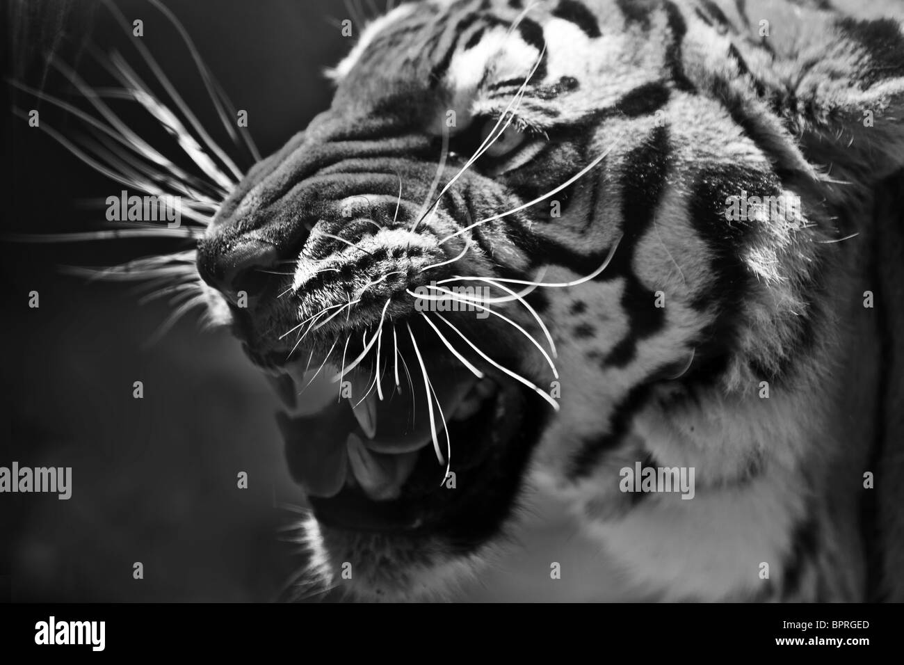 En blanco y negro de cerca de un tigre gruñendo Foto de stock