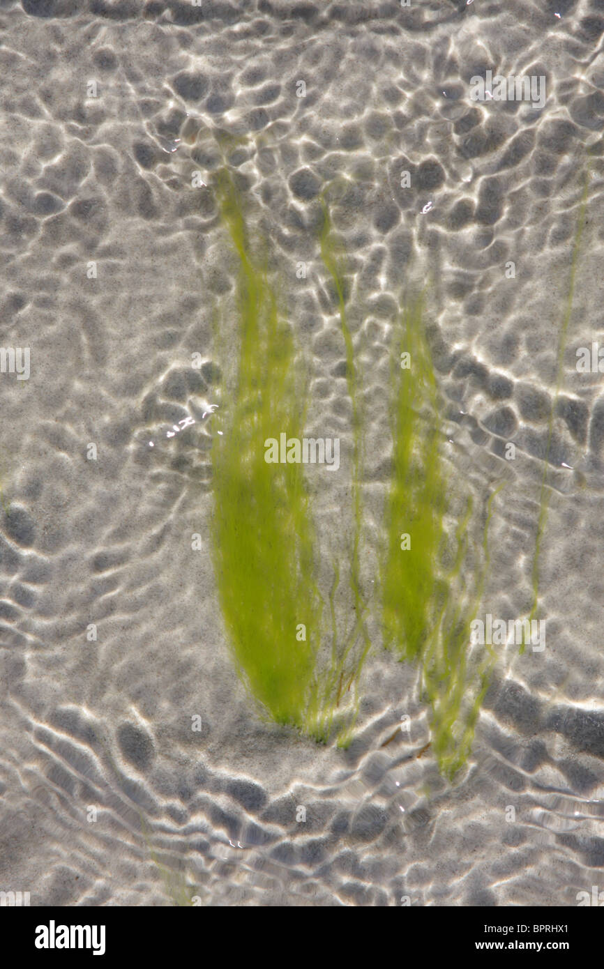 Alga en Mar Ola, Estonia Foto de stock