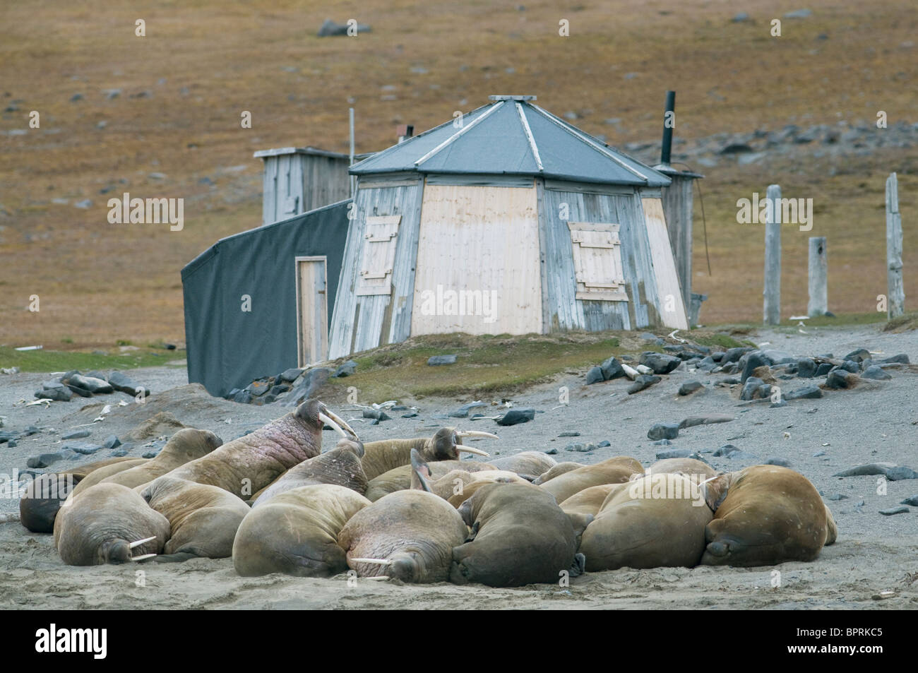 La morsa y antigua cabaña de cazadores, Kapp Lee, Edgeoya isla, Svalbard Foto de stock