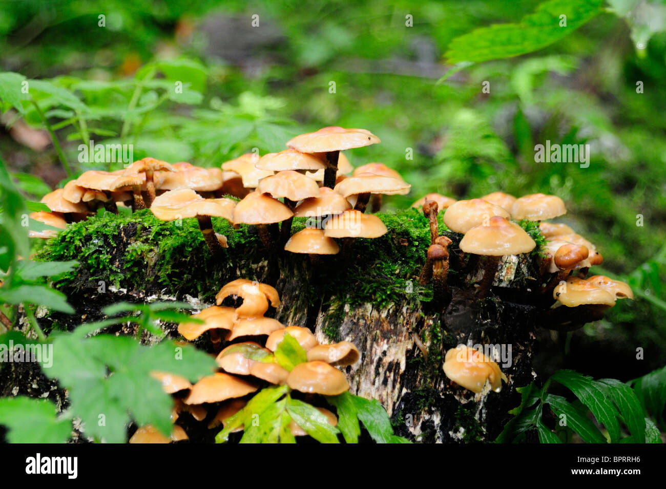 Hongos que crecen en el tronco del árbol en el bosque de Noruega Foto de stock
