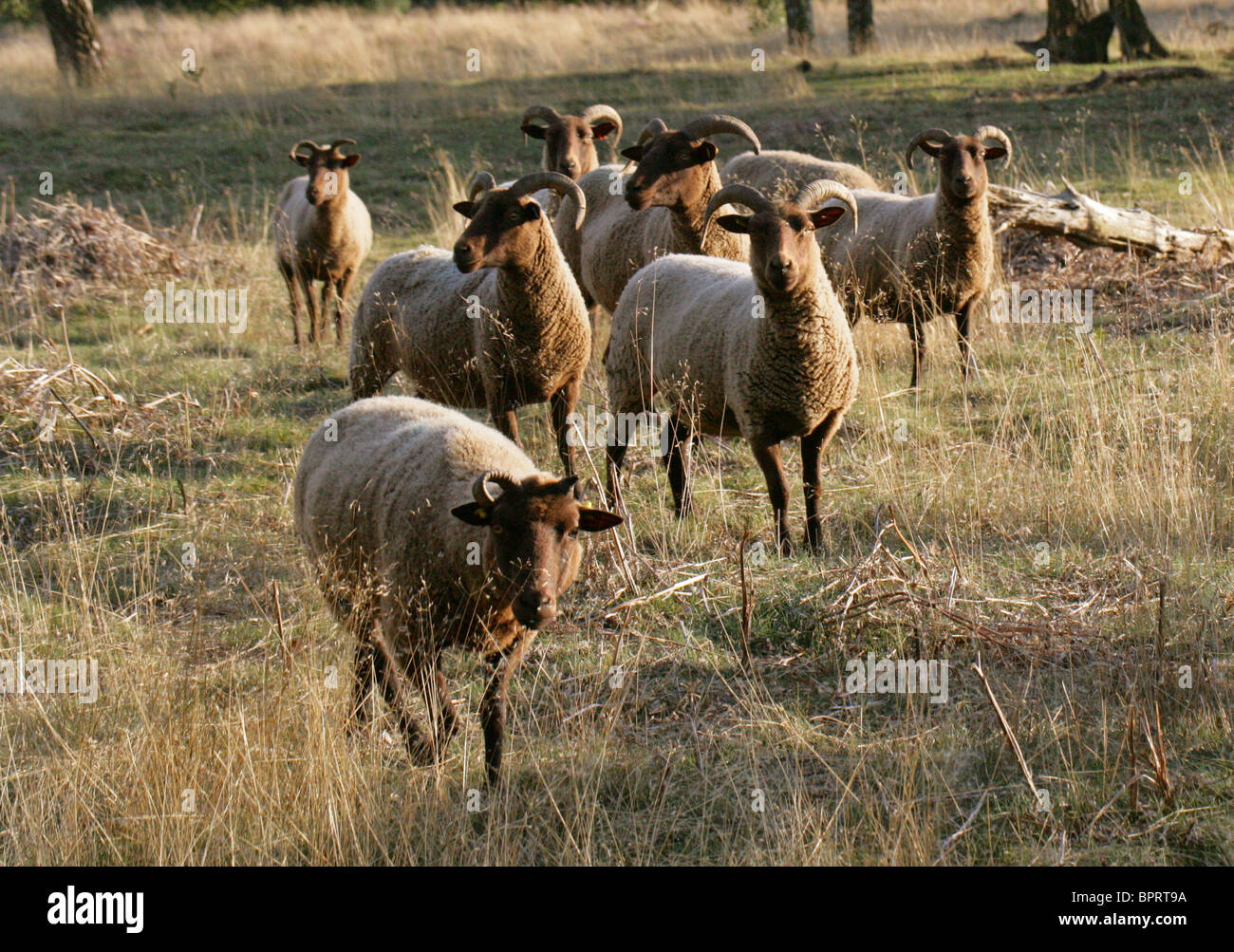 Un rebaño de ovejas Soay, Ovis aries, Caprinae, Bovidae, Rammamere Heath, Bedfordshire. Brezales utilizado para mantener el medio ambiente. Foto de stock