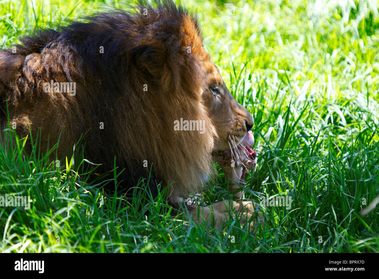 Un macho de León Africano (Panthera leo) come carne de un hueso en el Pasto, San Diego Zoo Safari Park, Escondido, California Foto de stock