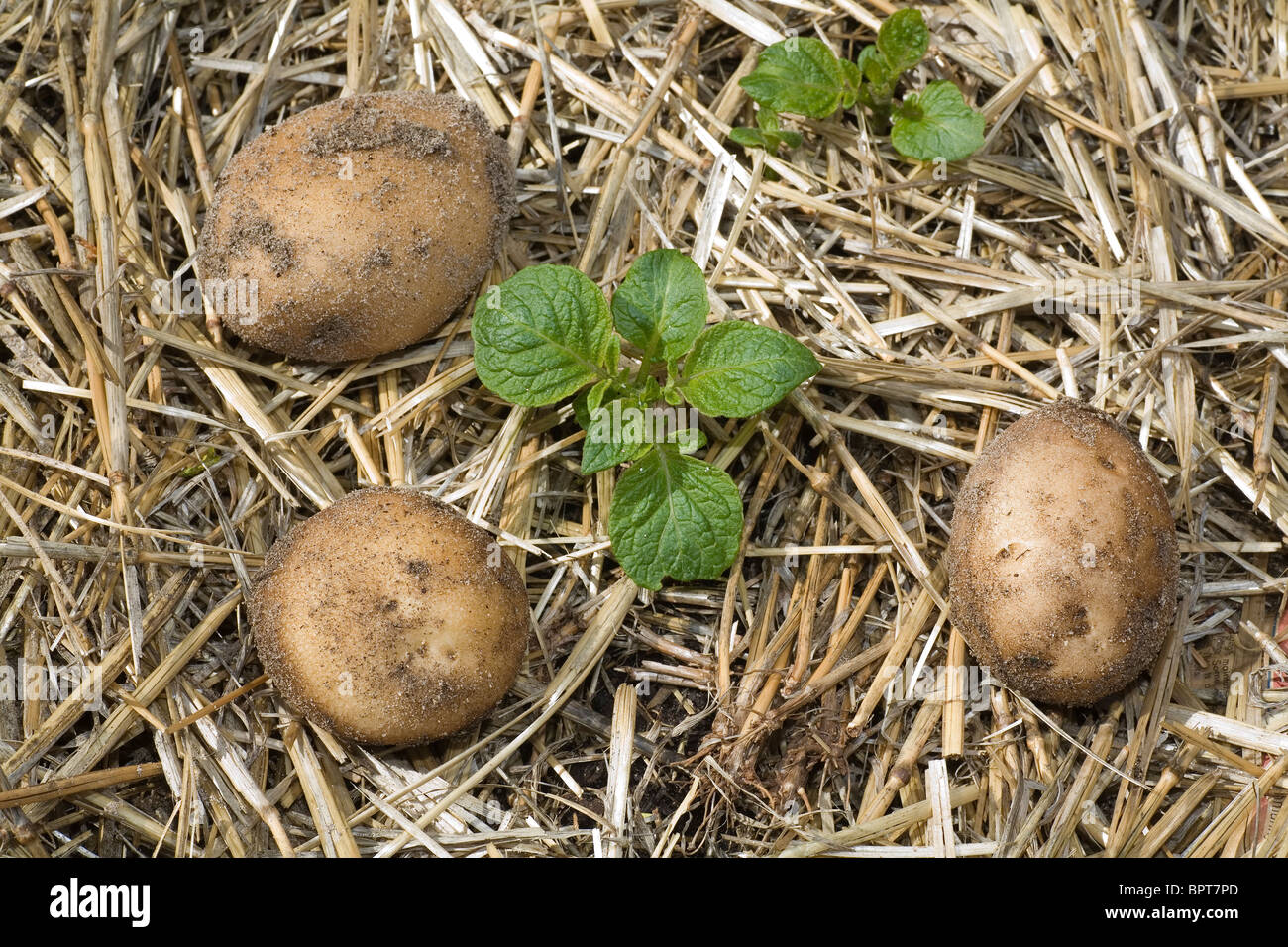 Las papas recién cosechadas sentados junto a las plantas de la patata jóvenes en un huerto en casa Foto de stock