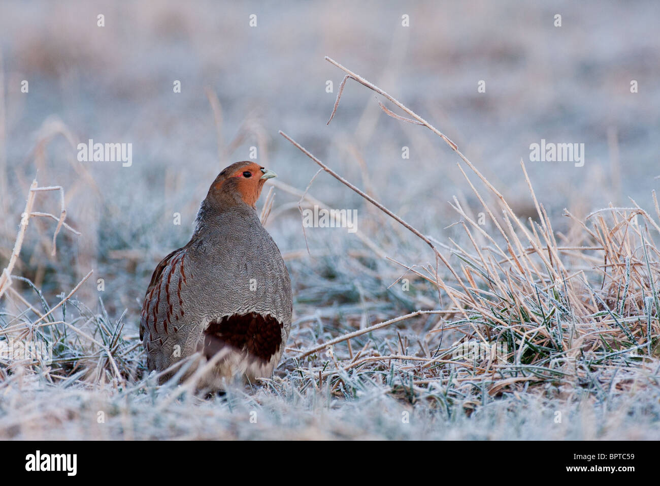 Una versión en inglés de la perdiz en fuertemente la hierba mate