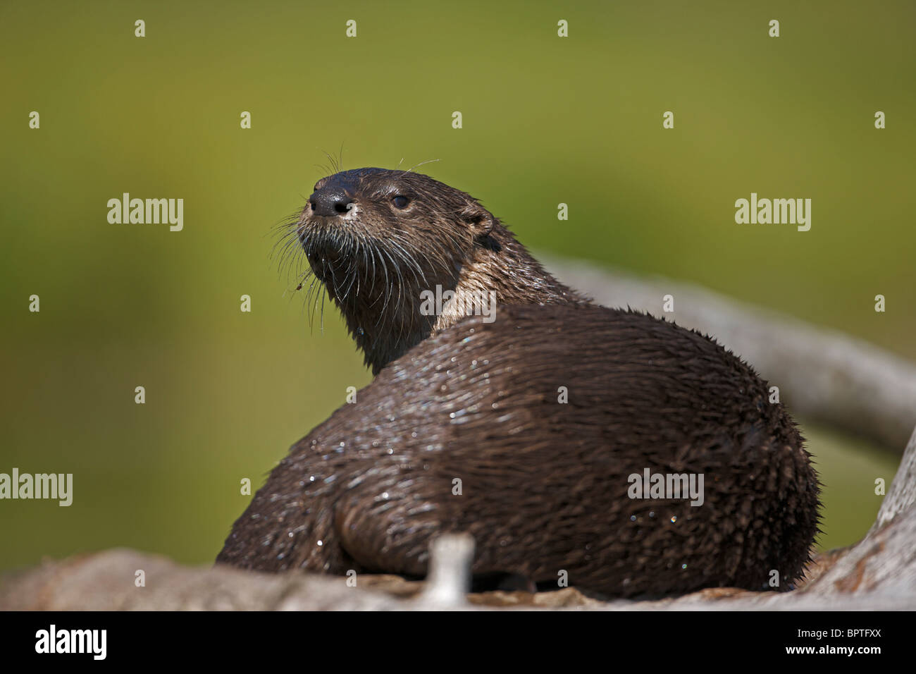 Nutria de Río(s) - (Lutra canadensis) - Wyoming - Comer pescado ranas tortugas muskrat cangrejos - juguetones Animales inteligentes Foto de stock