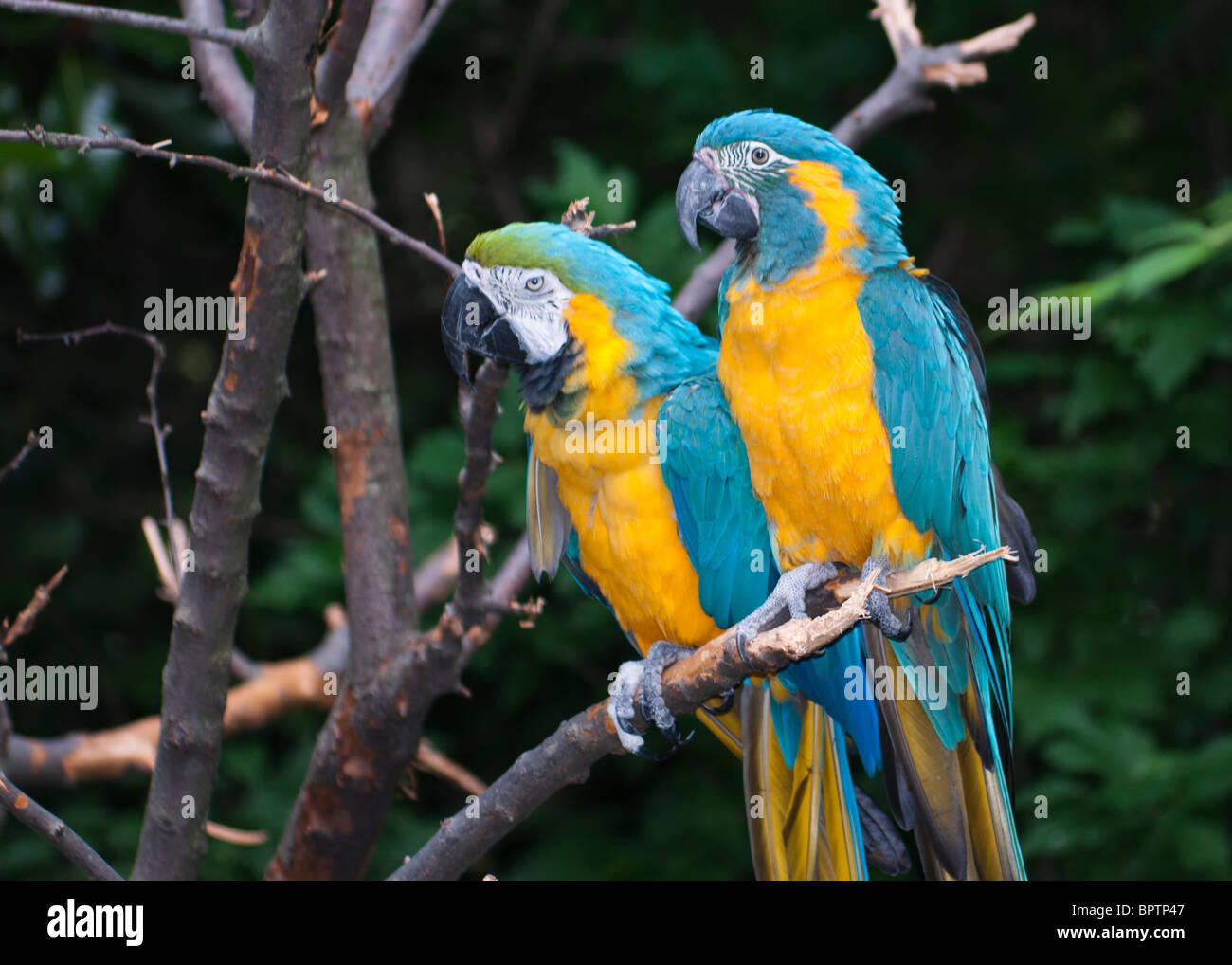 Azul y Amarillo guacamayo (Ara ararauna), es miembro del grupo de grandes loros neotropicales conocido como guacamayos. Foto de stock
