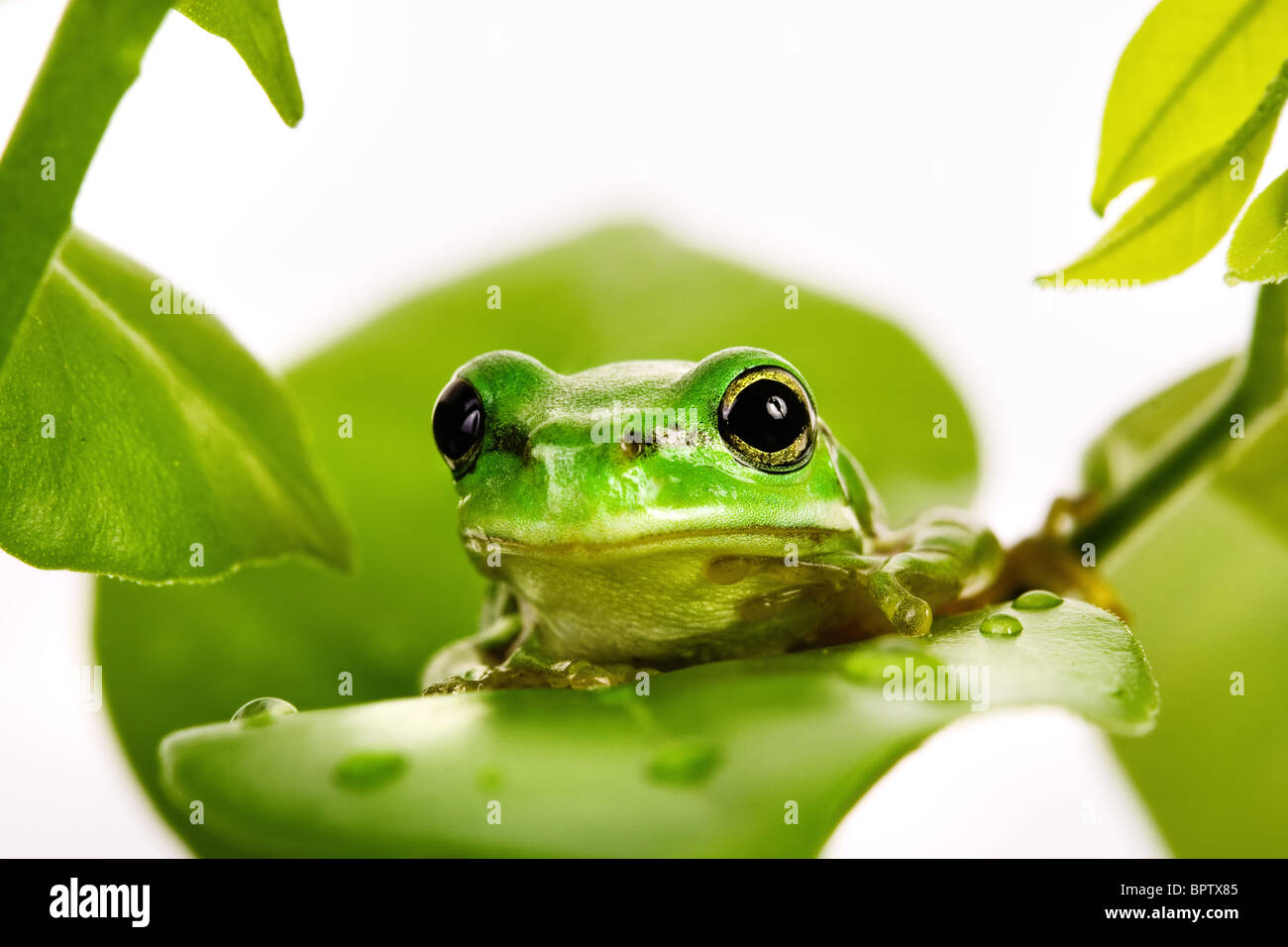La rana arborícola verde pequeña sentada sobre las hojas frescas Foto de stock