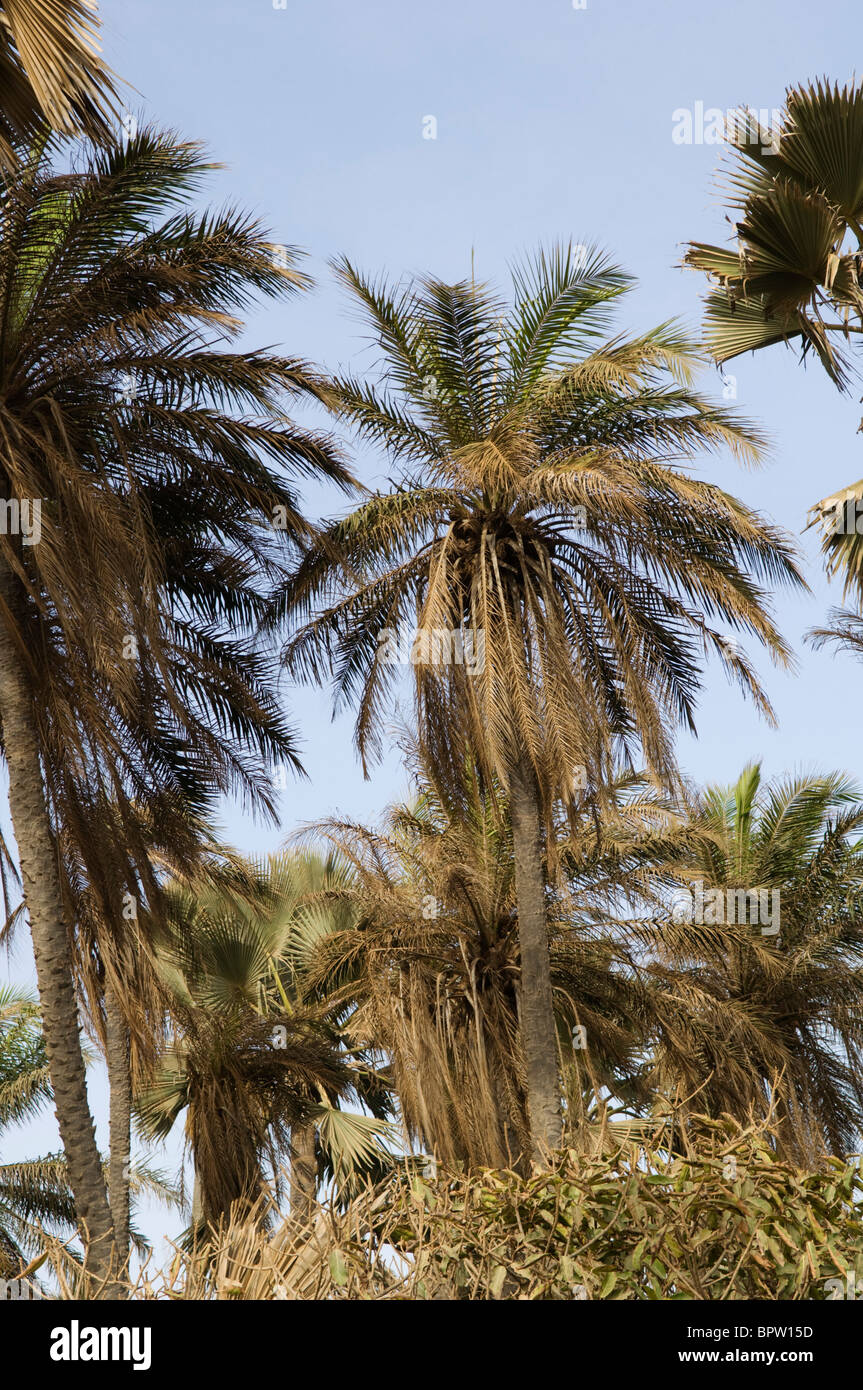El aceite de palma africana (Elaeis guineensis), Bijilo Forest Park, Kololi, Gambia Foto de stock