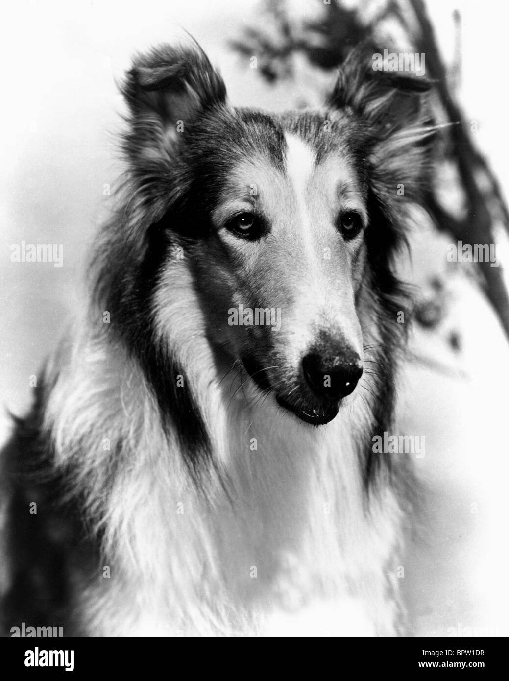 Perro lassie Imágenes de stock en blanco y negro - Alamy