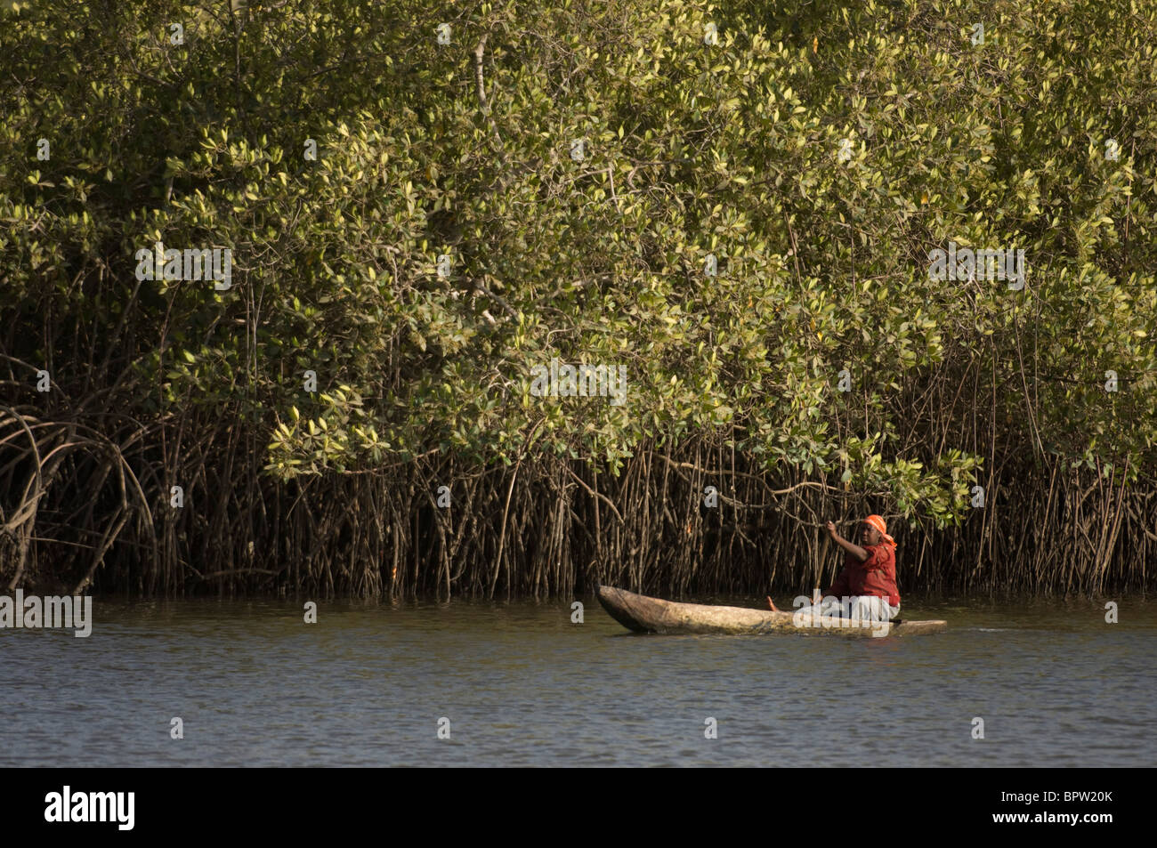 Mujer remando en canoa a lo largo de los manglares en el río Gambia, Gambia Foto de stock