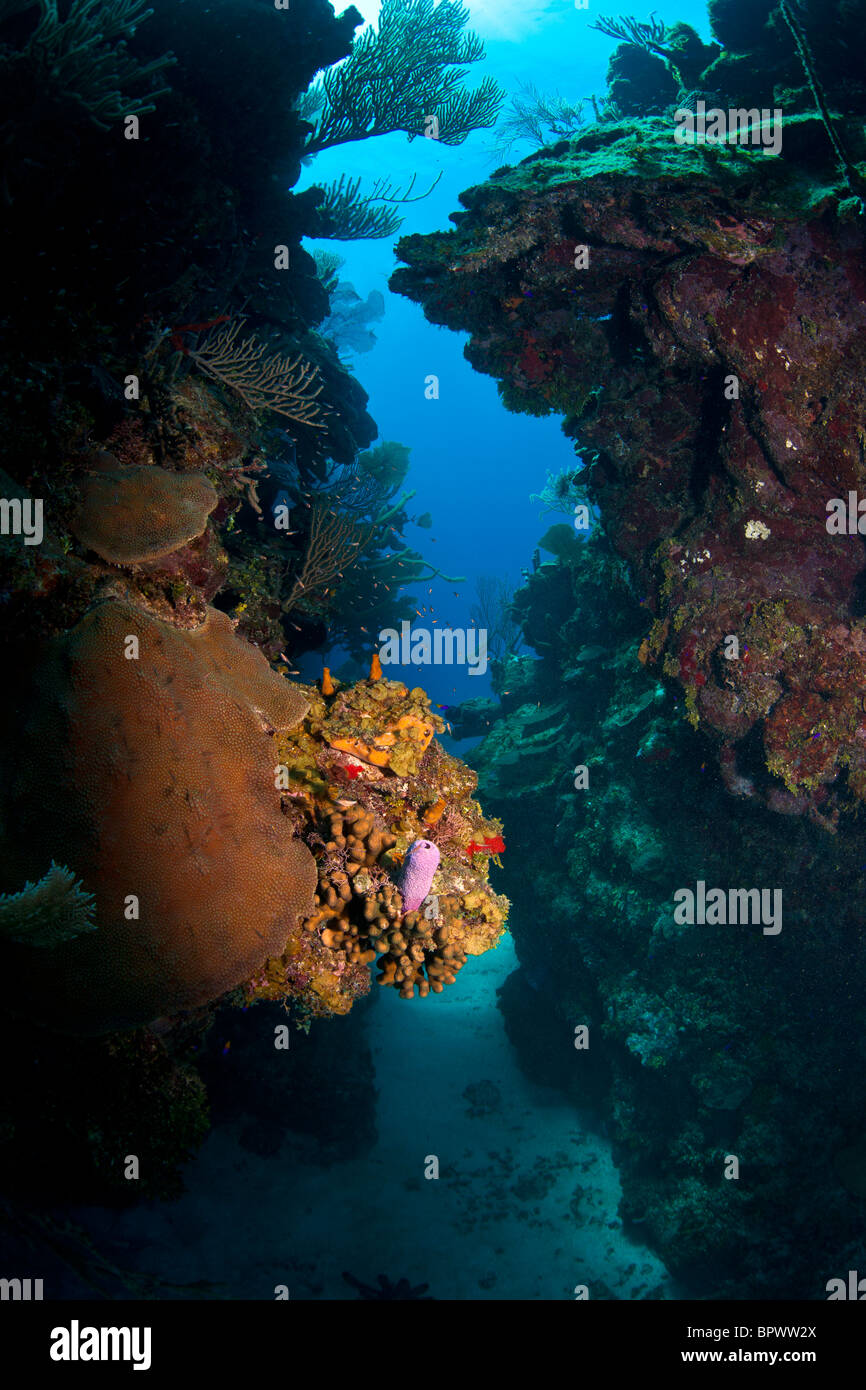 Arrecifes de coral submarino frente a la costa de Roatan Honduras Jackson Hole Foto de stock