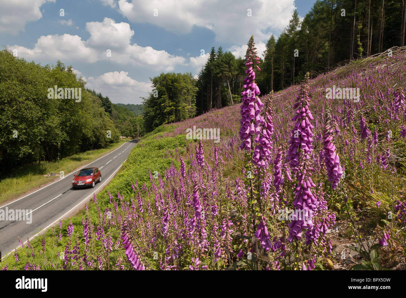 Coche ROJO EN LA CARRETERA EN EL BOSQUE DE DEAN CON FOXGLOVES EN PRIMER PLANO. Foto de stock