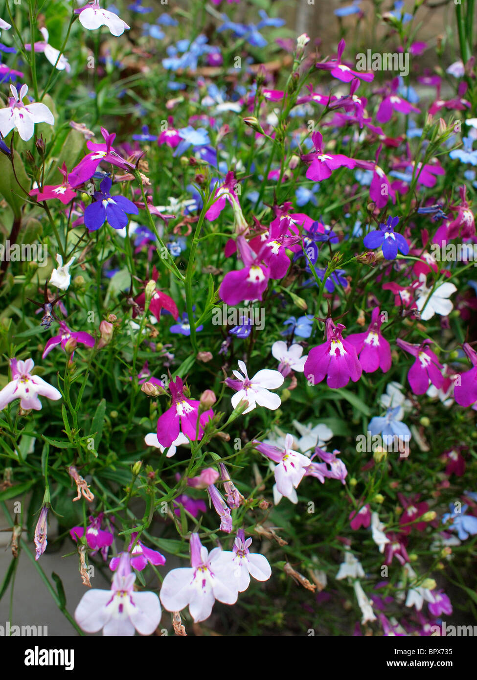 Flores de verano en un jardín inglés, Yorkshire, Norte de Inglaterra Foto de stock