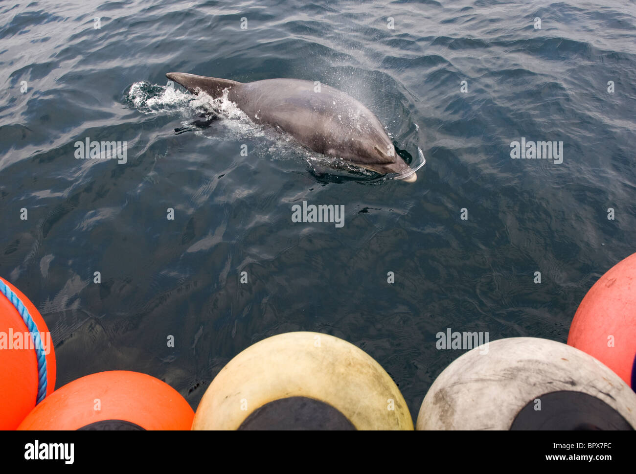 Un Delfín Mular nadar junto a un pequeño barco en el Atlántico, a 10 millas al noroeste de Hayle, Cornwall. Foto de stock