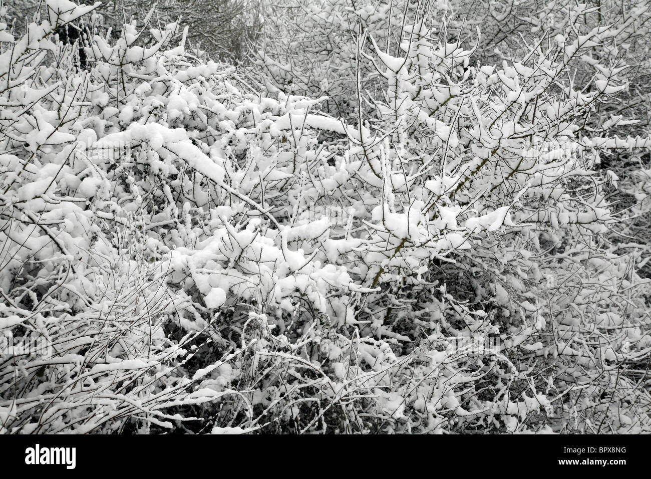 Frost ramas recubiertas en Coate agua en Swindon en el invierno. Foto de stock