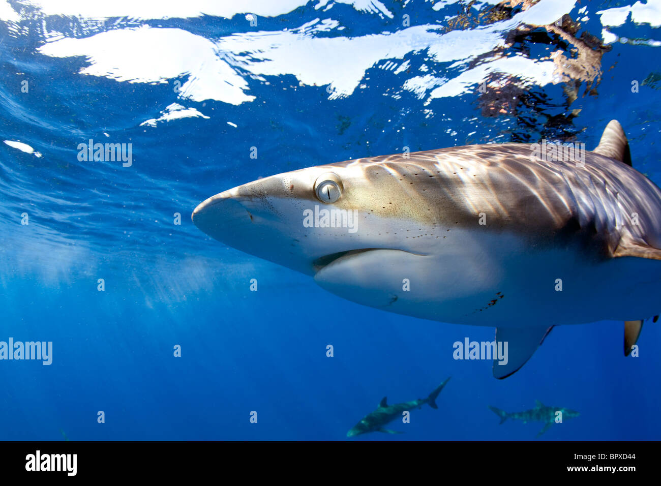 Cerca de un tiburón sedoso en Cuba. Foto de stock