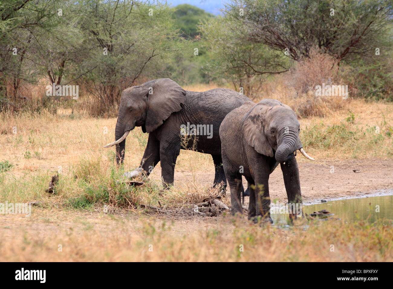 El elefante africano (Loxodonta africana), el Parque Nacional Tarangire, Tanzania Foto de stock