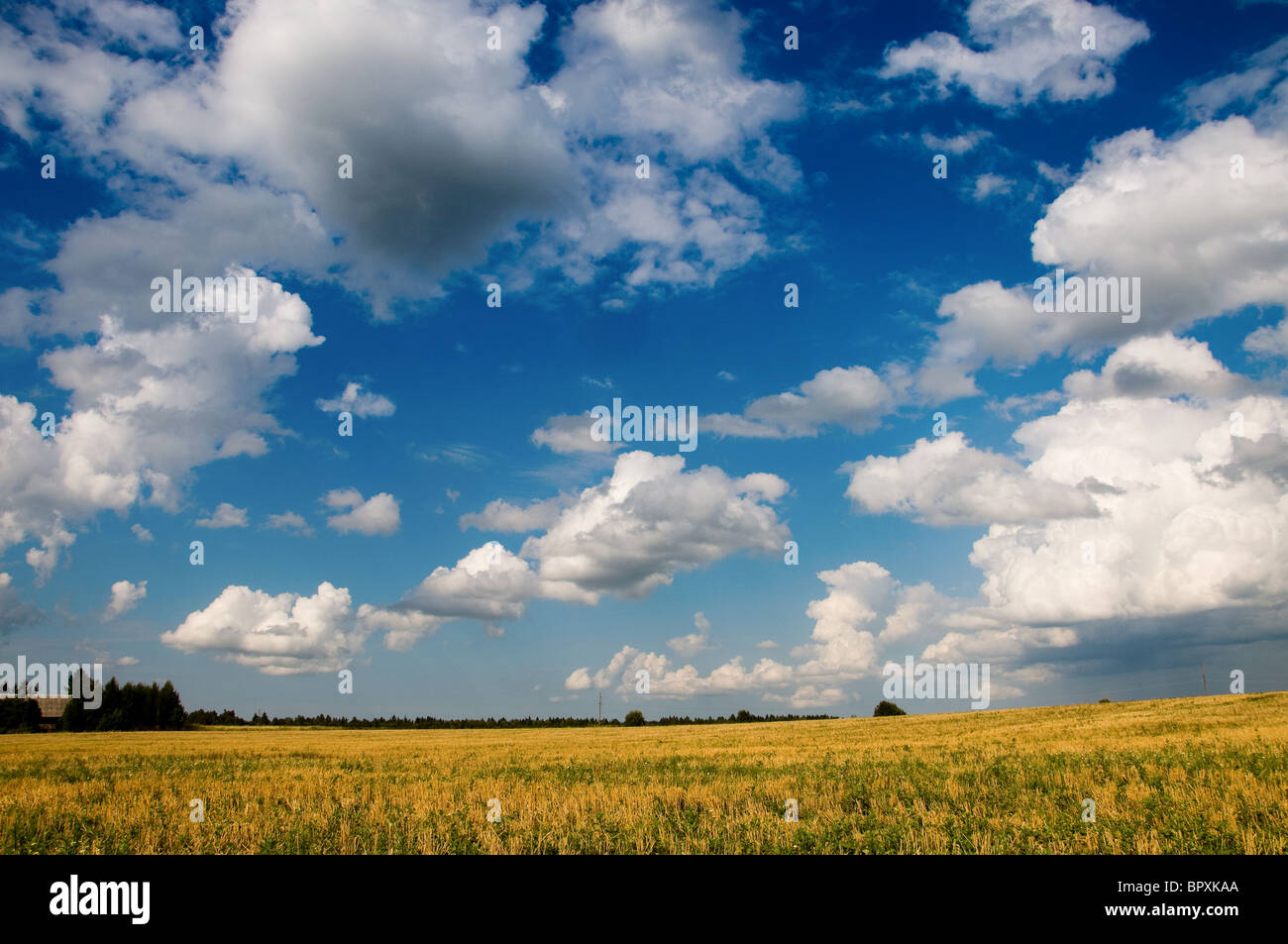Meadow (campo de cultivo), con algunos excelentes y las nubes del cielo azul Foto de stock