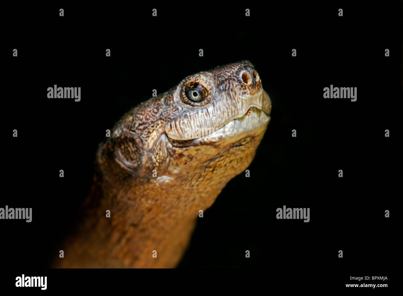 Retrato de un galápago batientes serrada (Pelusios sinuatus), Sudáfrica Foto de stock
