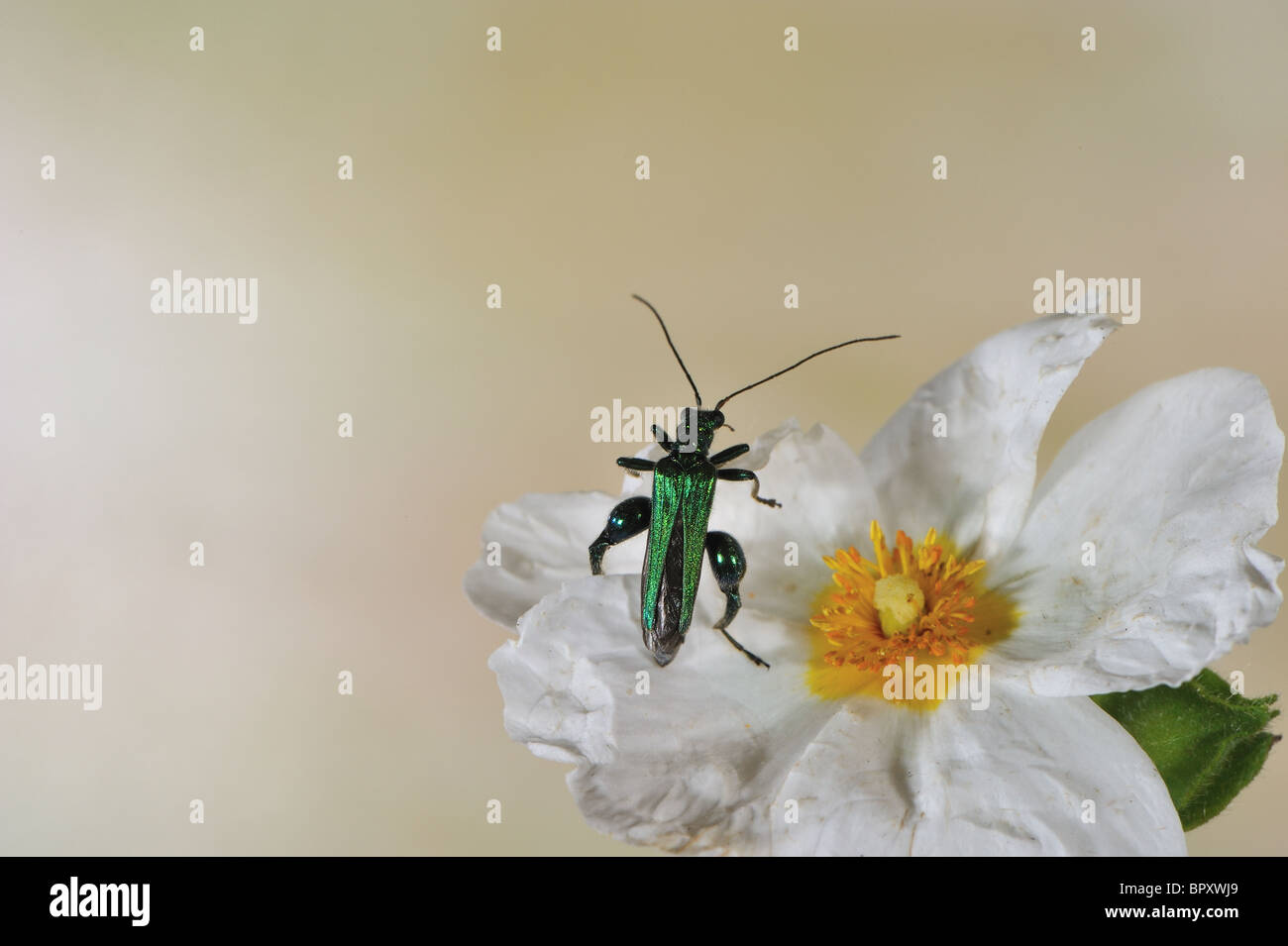 Beetle - Fat-Legged patas gruesas flor escarabajo (Oedemera nobilis) - Macho en flor en verano - Vaucluse - Provenza - Francia Foto de stock