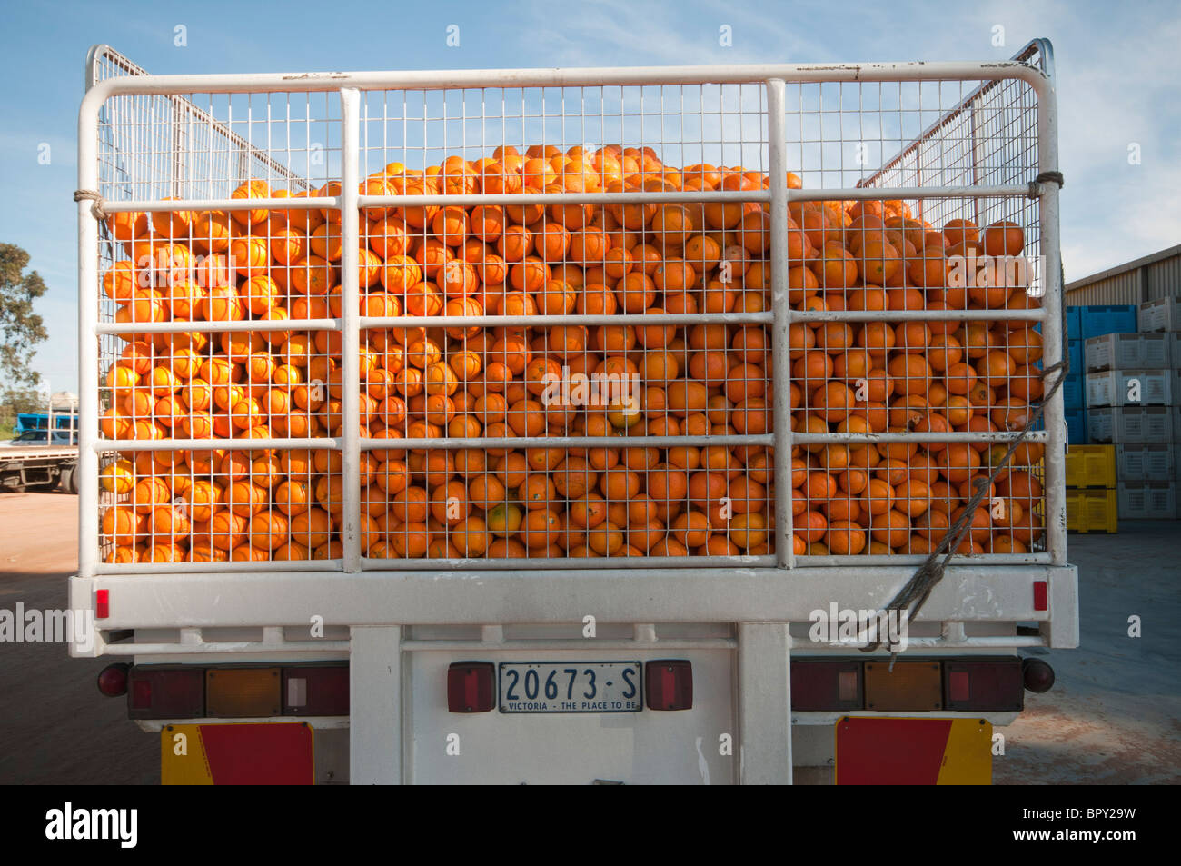 Un camión de carga de naranjas maduras en un embalaje empresa cerca de