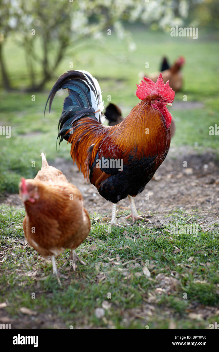 Pollos libre de la gama libre campo feliz Foto de stock