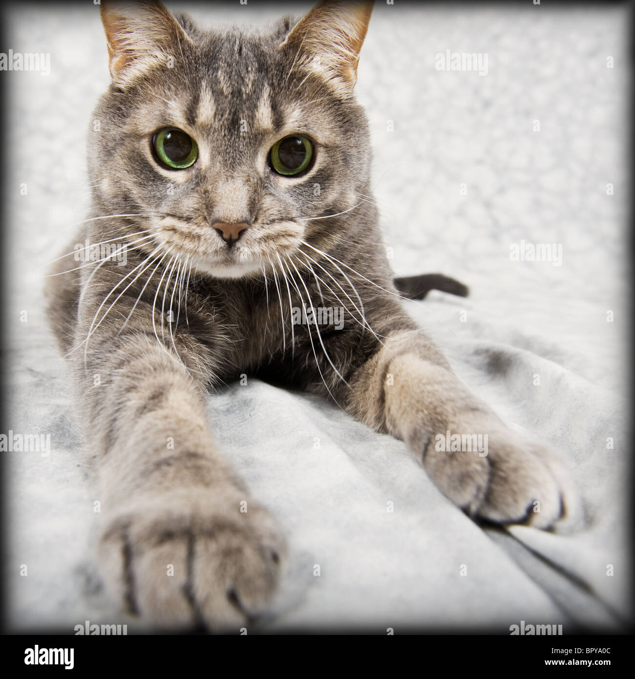 Retrato de un gato atigrado interno Foto de stock