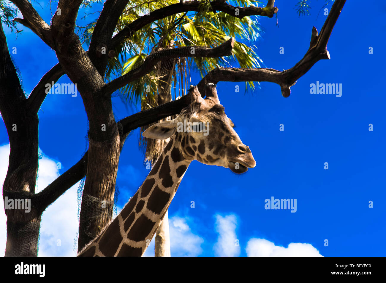 La Jirafa (Giraffa camelopardalis) Foto de stock