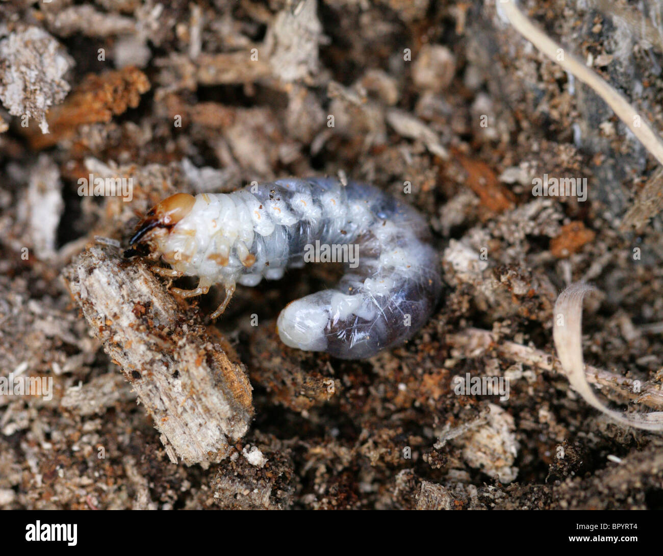 Menor Stag larva del escarabajo, Dorcus parallelipipedus, Lucanidae, Scarabaeoidea, Scarabaeiformia, Polyphaga, Coleoptera Foto de stock