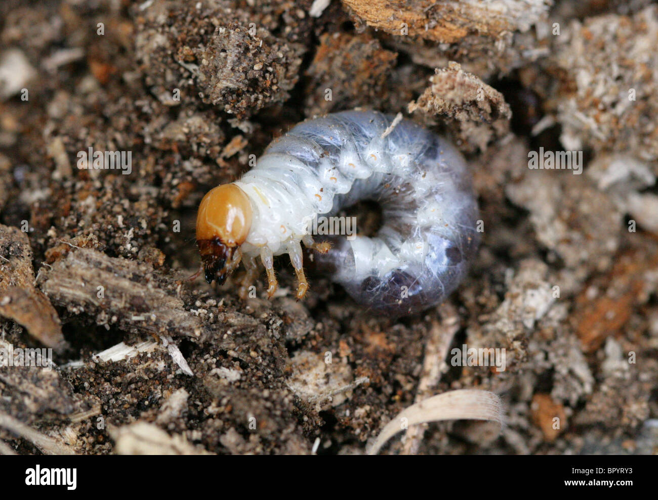 Menor Stag larva del escarabajo, Dorcus parallelipipedus, Lucanidae, Scarabaeoidea, Scarabaeiformia, Polyphaga, Coleoptera Foto de stock