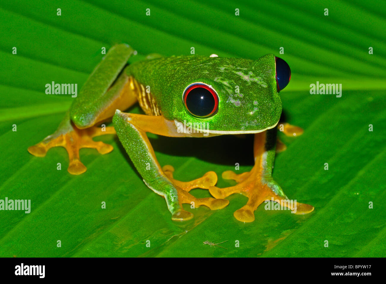 Red-eyed Tree Frog, Costa Rica Foto de stock
