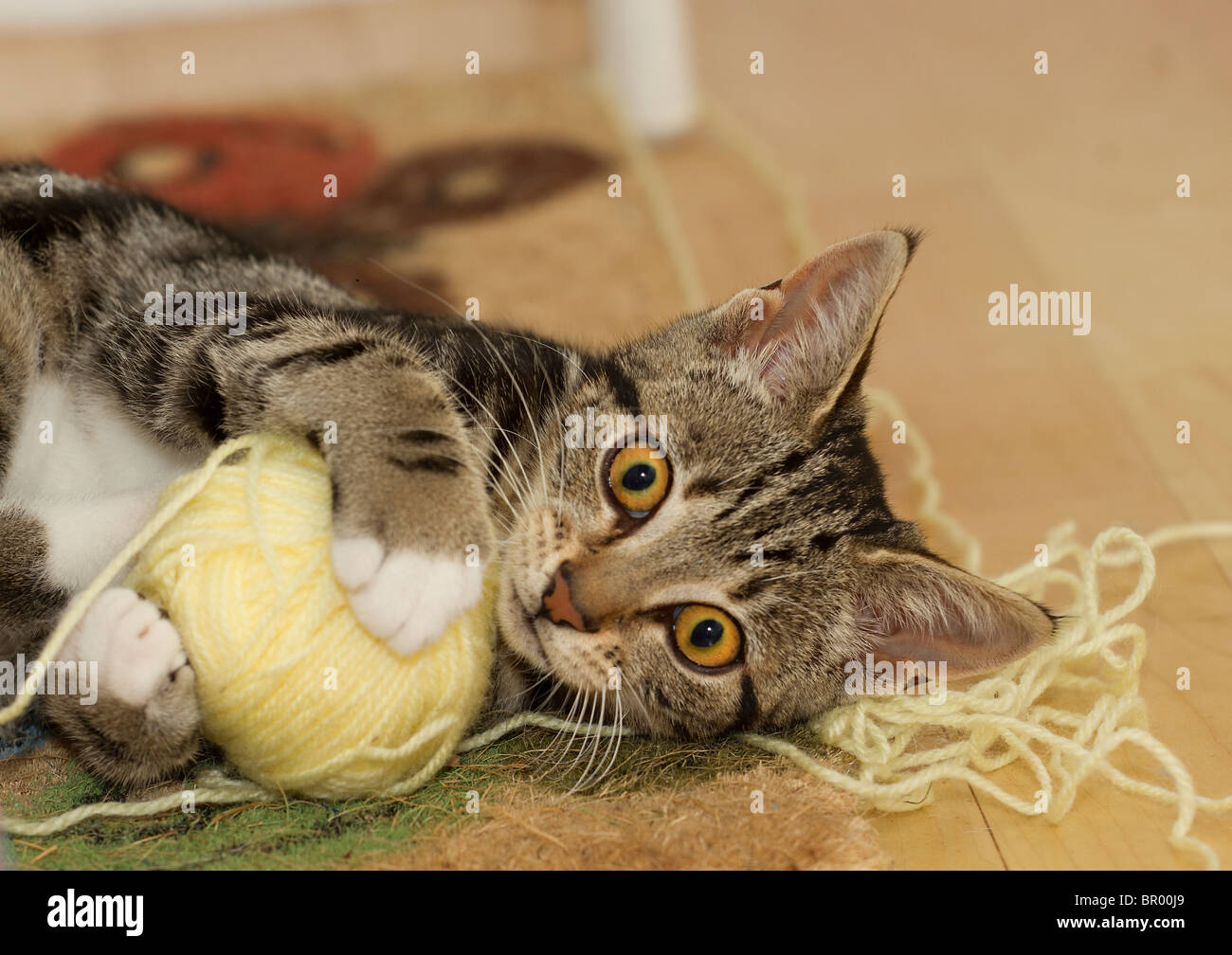Lindo gatito gato atigrado (Felis catus) jugando en el piso con una gran bola amarilla de lana y mirando directamente a la cámara Foto de stock