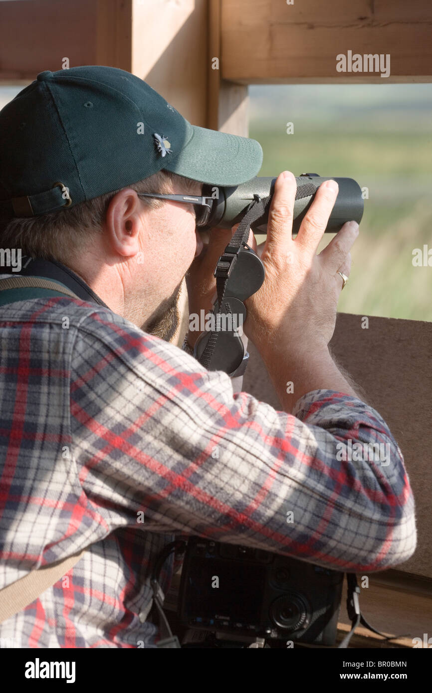 Observador de aves con prismáticos para ver desde un ocultar o ciegos. Foto de stock