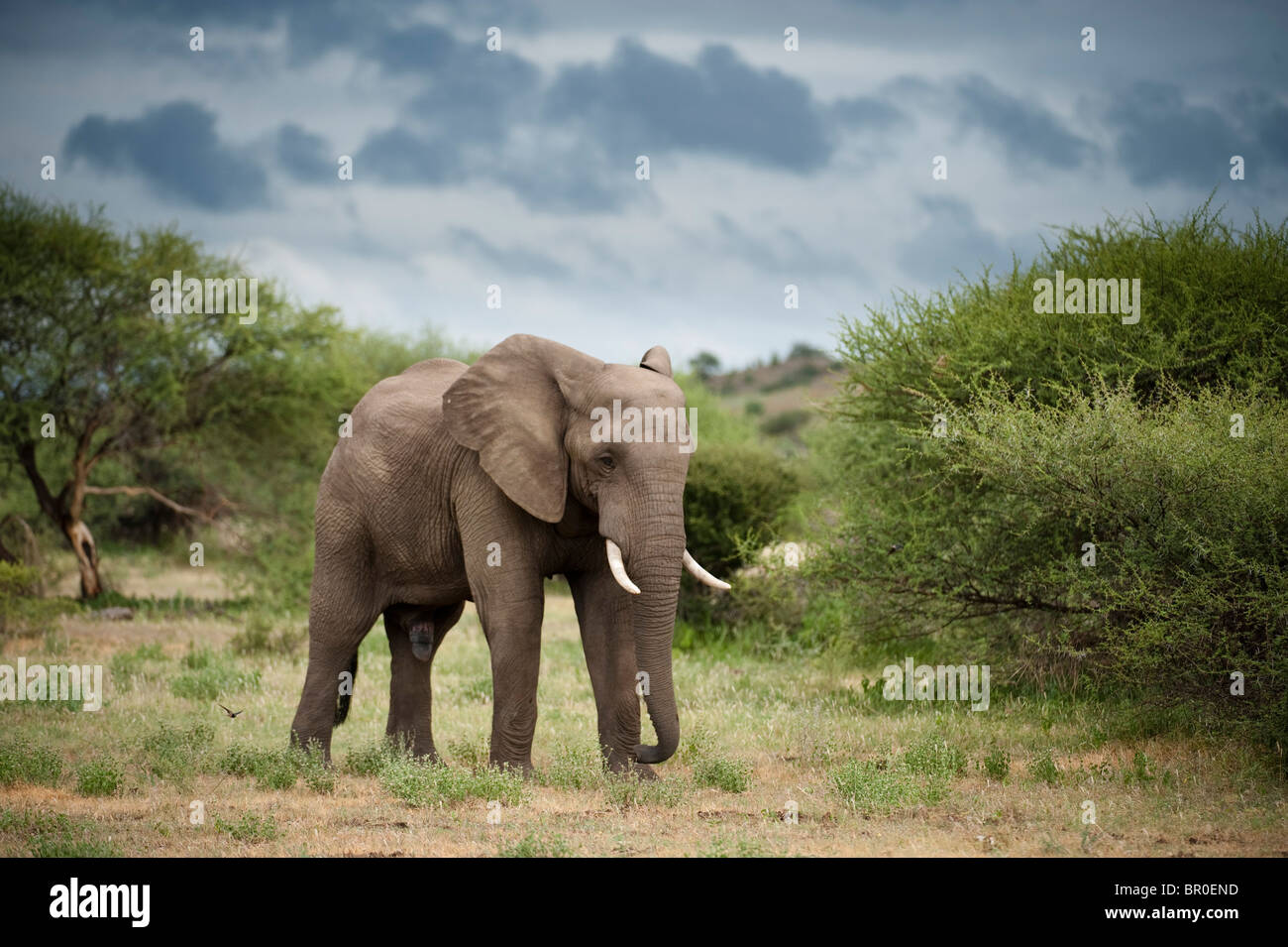 Elefante africano (Loxodonta africana africana), la Reserva de Caza de Mashatu, Tuli Block, Botswana Foto de stock