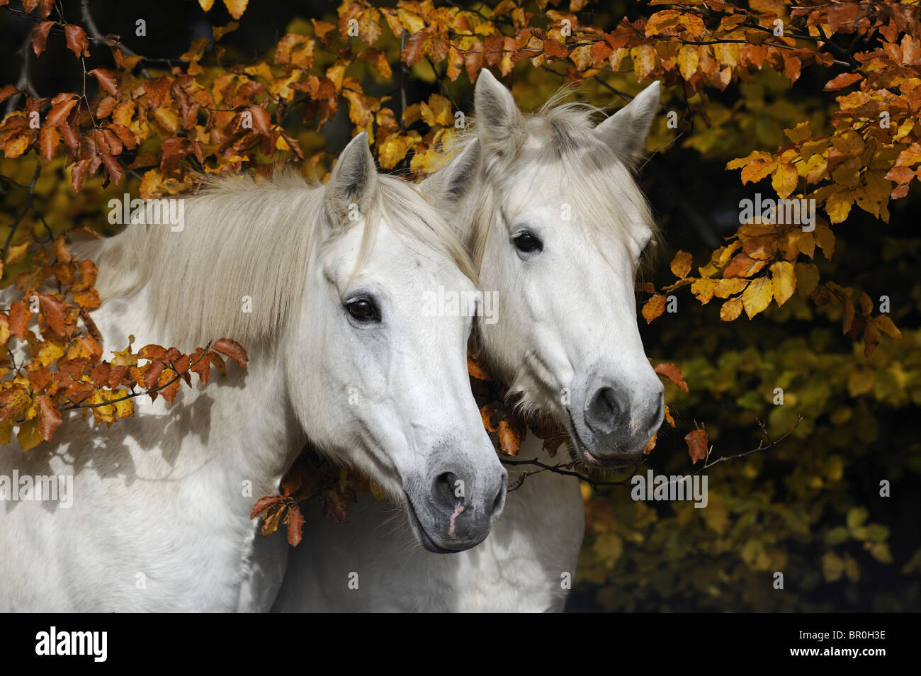 Connemara Pony (Equus ferus caballus). Retrato de dos yeguas gris en otoño. Foto de stock
