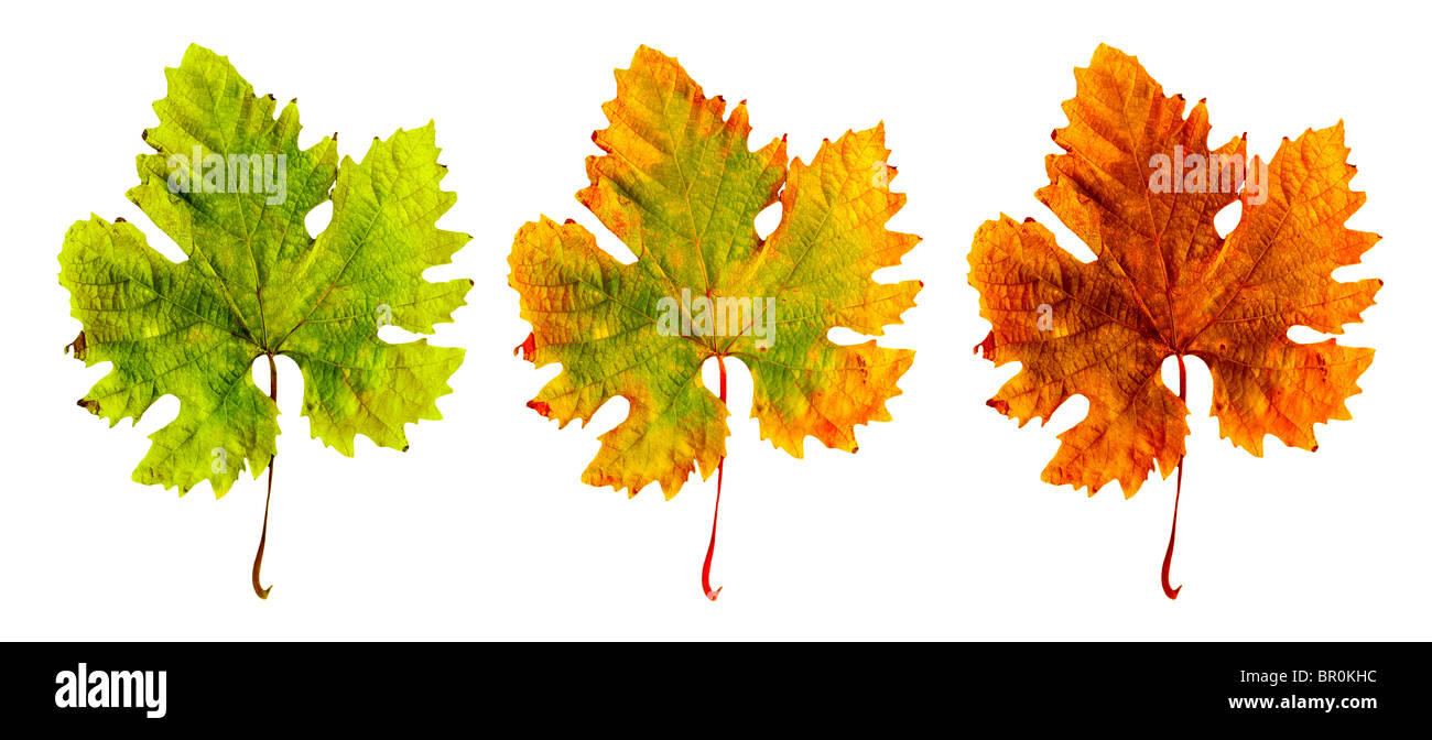 Tres diferentes hojas aislado en blanco, imagen conceptual del envejecimiento Foto de stock