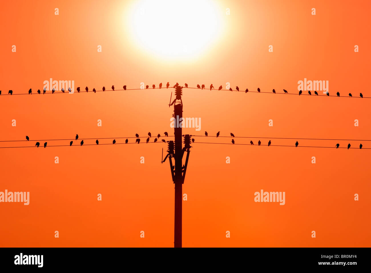 Las aves sentadas en alambres en Sunset Foto de stock
