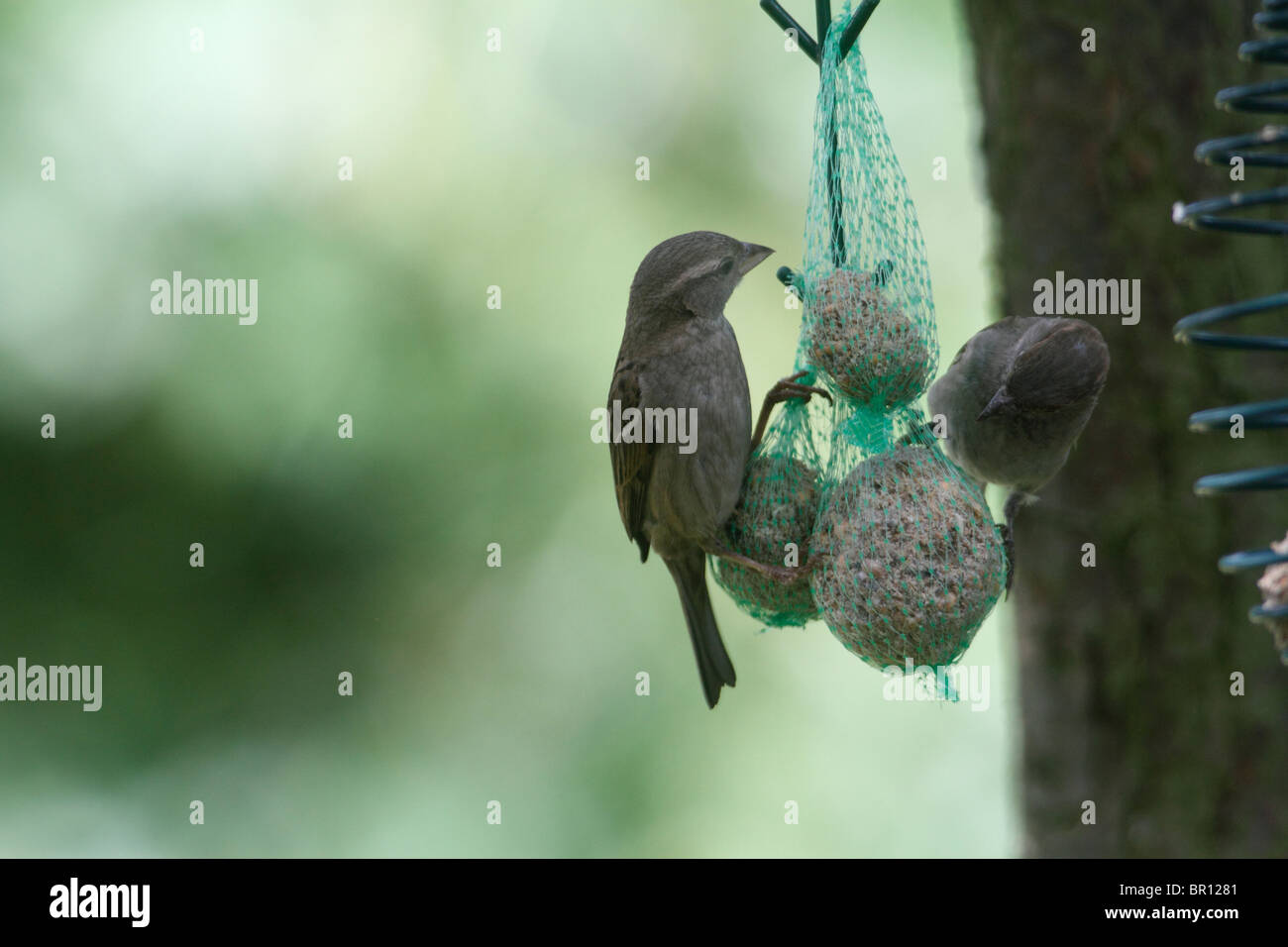 Hembra Passer domesticus gorrión, alimentándose de una bola de grasa alimentador en un jardín interno Foto de stock